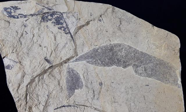 Quercus rhenana (KRAUSEL & WEYLAND 1950) - Bild © FossNet FossilienStore